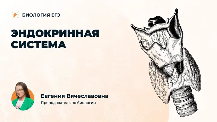 Эндокринная система