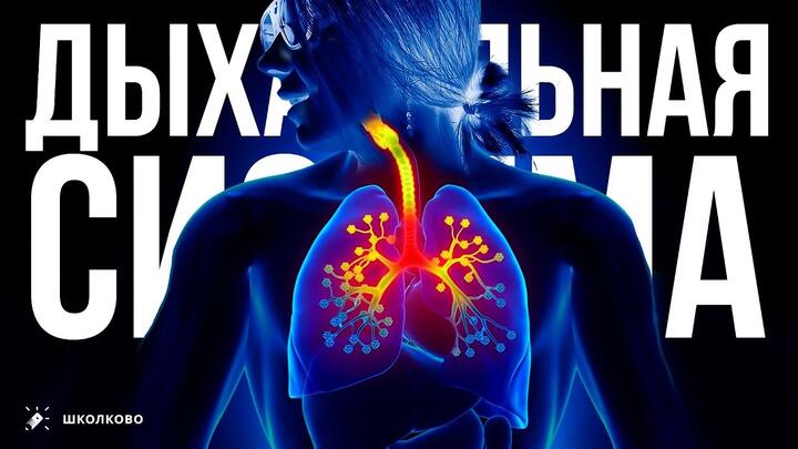 Ролик Дыхательная система