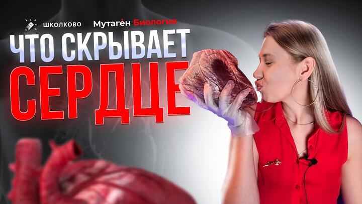 Строение сердечно- сосудистой системы ЕГЭ биология
