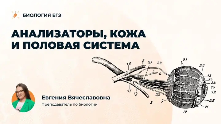 Анализаторы, кожа, половая система