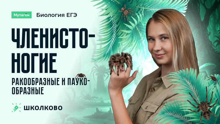 Тип: Членистоногие (классы  Ракообразные и Паукообразные) | Подготовка к ЕГЭ 2026 по Биологии 