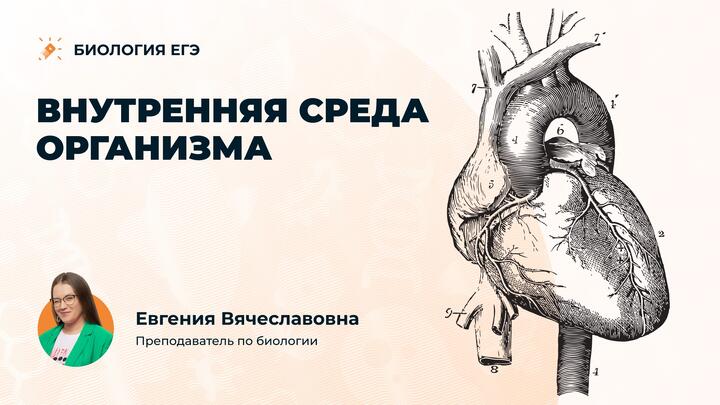 Внутренняя среда