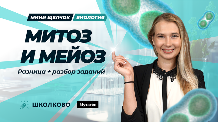 Митоз и мейоз: Как отличить + разбор заданий