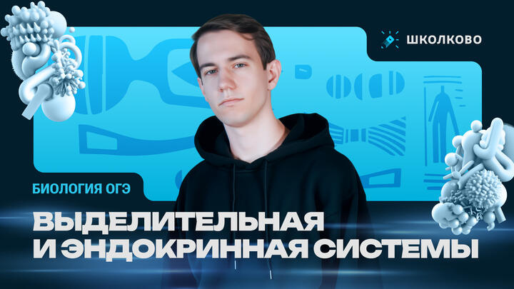 Выделительная и эндокринная системы