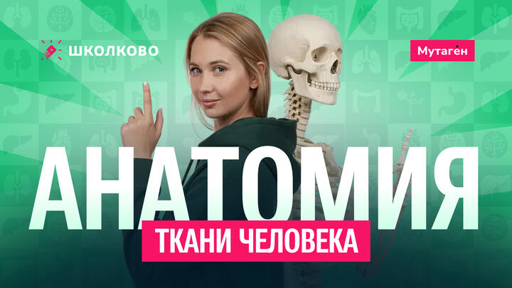 🧬 Введение в анатомию. Ткани человека | ЕГЭ 2026 по биологии