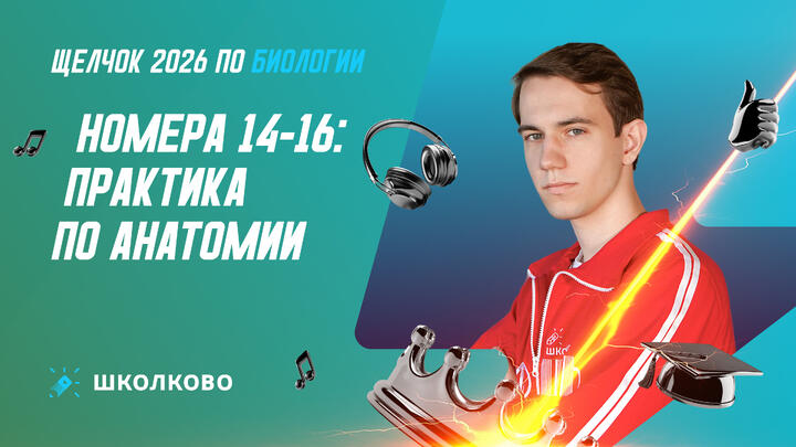 Номера 14-16: практика по анатомии