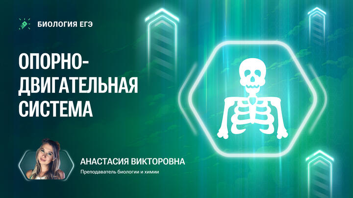 Опорно-двигательная система