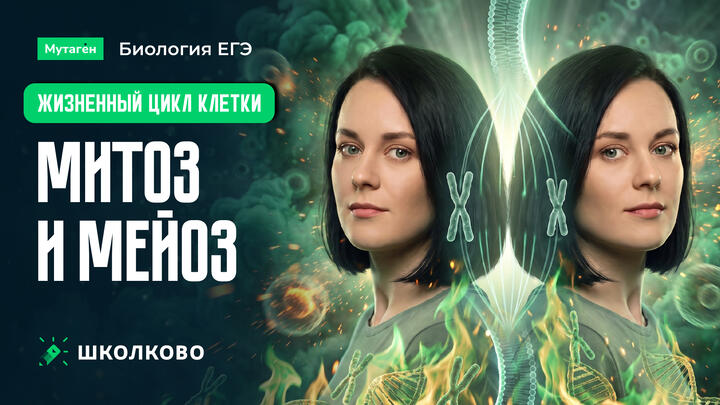 Жизненный цикл клетки: митоз и мейоз