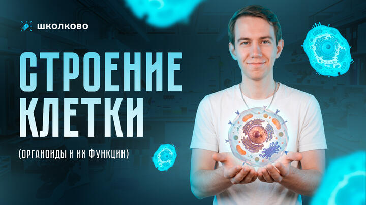 Строение клетки (органоиды и их функции)