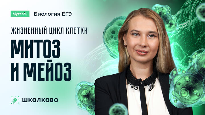 Жизненный цикл клетки: митоз и мейоз  