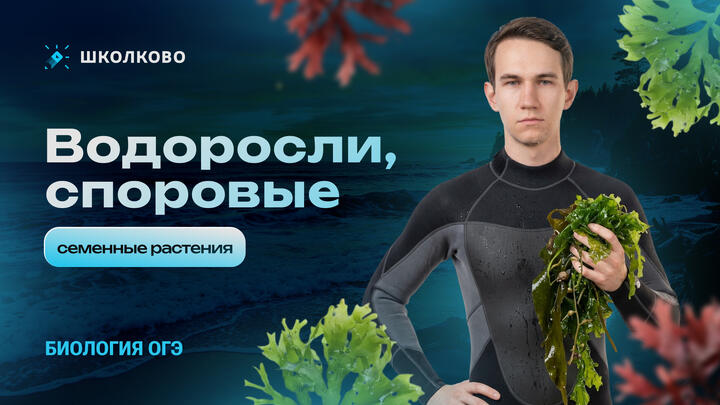 Водоросли, споровые и семенные растения