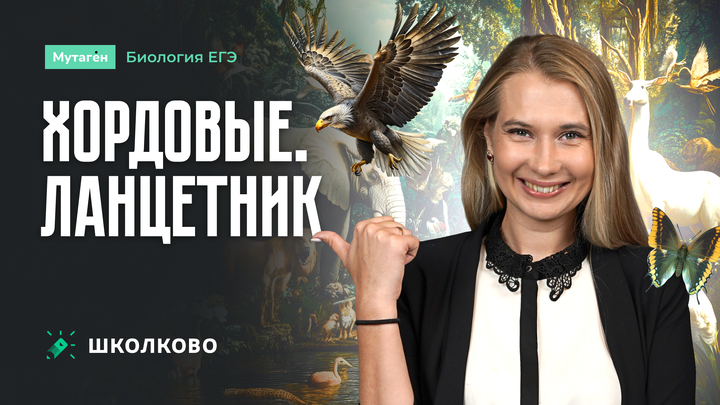 Хордовые. Ланцетник