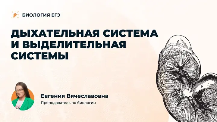 Дыхательная и выделительная система