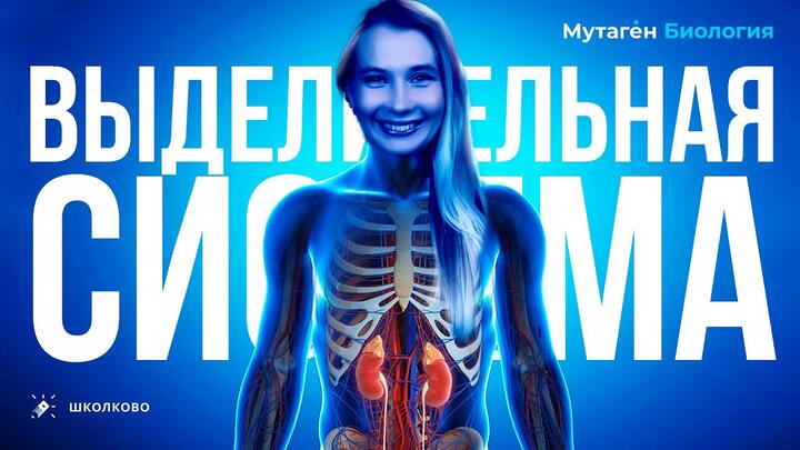 Выделительная система